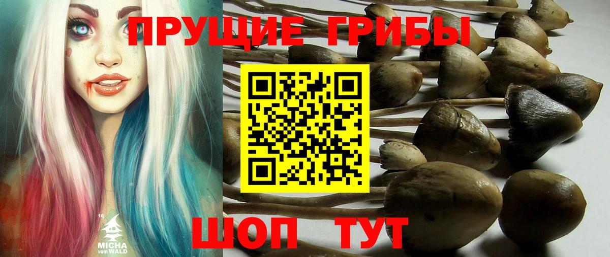 Галлюциногенные грибы Psilocybe Калач-на-Дону